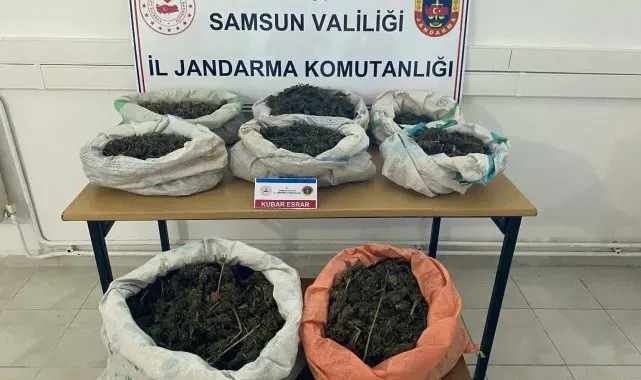Ormanlık alandaki çadırda 8,5 kilo esrar ele geçirildi