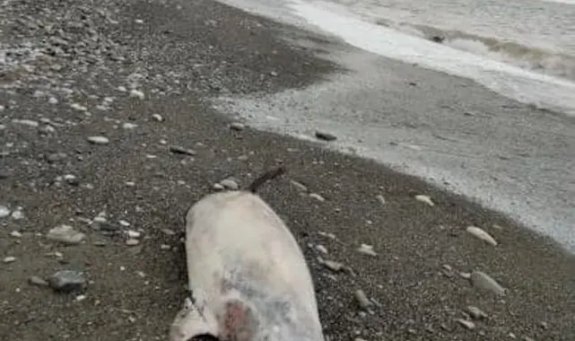 Kastamonu'da sahile ölü yunus balığı vurdu