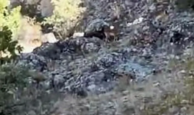 Elazığ'da koruma altındaki dağ keçileri sürü halinde görüntülendi