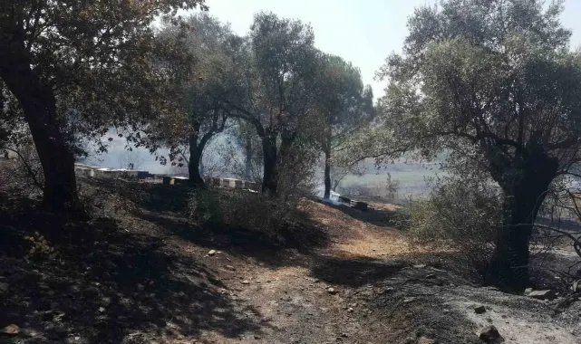 Söke'de yangın mağduru üreticiler için hasar tespit listeleri askıya çıkartıldı